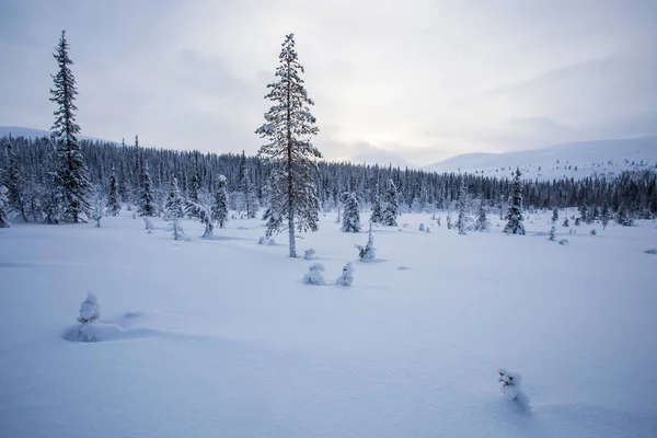 Winter Landscape Pallas Yllastunturi National Park Lapland Northern Finland — Stock fotografie