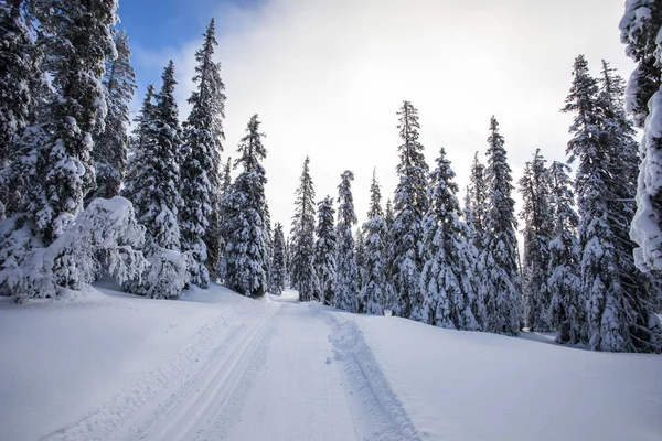 Winter Landscape Pallas Yllastunturi National Park Lapland Finland — Stockfoto