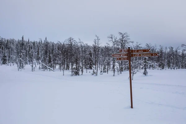 Wyprawa Narciarska Parku Narodowym Pallas Yllastunturi Laponia Finlandia — Zdjęcie stockowe