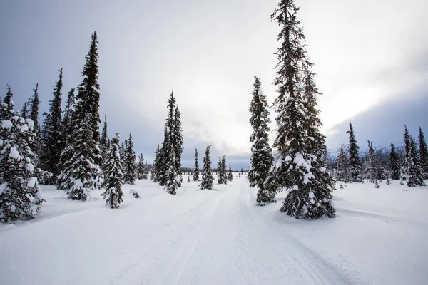 Winterlandschap Nationaal Park Pallas Yllastunturi Lapland Finland — Stockfoto