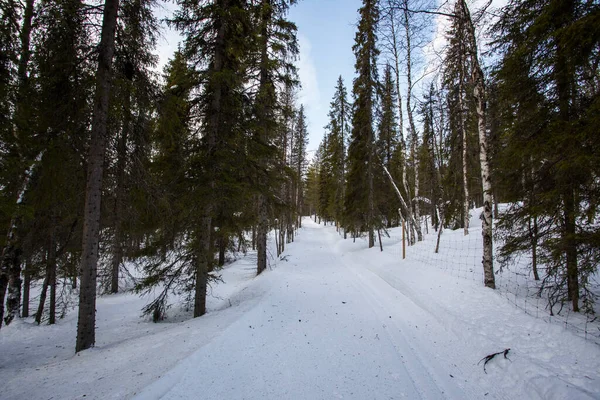 Ski Expedition Pallas Yllastunturi National Park Lapland Northern Finland — 스톡 사진