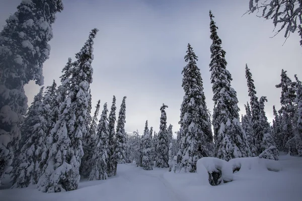Winter Landscape Pallas Yllastunturi National Park Lapland Finland Royalty Free Stock Photos