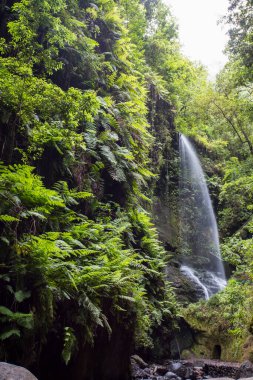 La Palma Adası, Kanarya Adaları, İspanya Tilos Şelalesi Sahnesi.