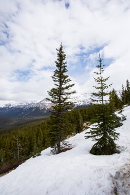 Peyto Gölü 'nde yaz manzarası, Kanada Banff Ulusal Parkı