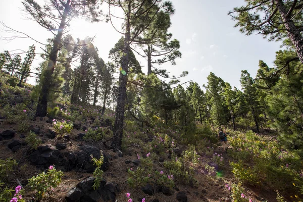 스페인 카나리아 제도의 라팔마 봉우리의 — 스톡 사진