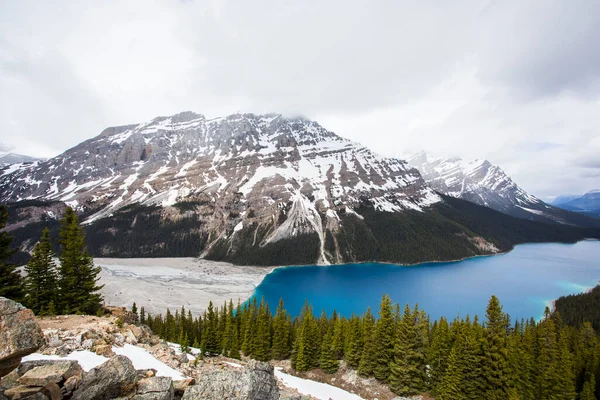 Paisagem Verão Lago Peyto Parque Nacional Banff Canadá — Fotografia de Stock