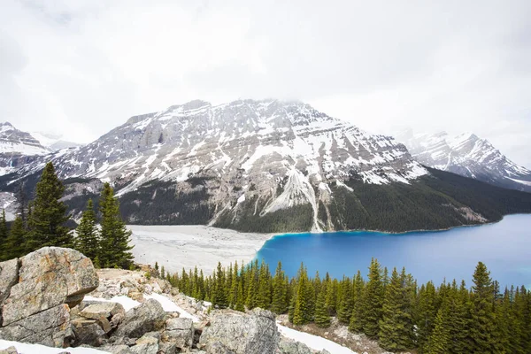 Summer Landscape Peyto Lake Banff National Park Canada — Stockfoto