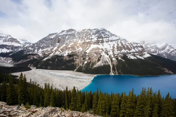 Letni Krajobraz Jeziorze Peyto Park Narodowy Banff Kanadzie — Zdjęcie stockowe