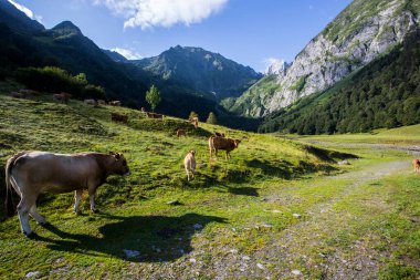 Uelhs Deth Joeu Şelalesi 'nde yaz mevsimi, Val D Aran, Pireneler, İspanya