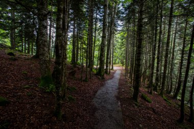 Summer in Uelhs Deth Joeu waterfall, Val D Aran, Pyrenees, Spain