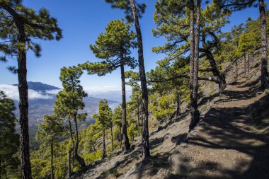 Bejenado Tepesi 'ndeki Landscaoe Caldera de Taburiente, La Palma, Kanarya Adaları, İspanya