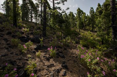 Scene of the Birigoyo peak, La Palma Island, Canary Islands, Spain.