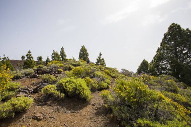 Birigoyo tepesine doğru yürüyen genç bir kadın, La Palma Adası, Kanarya Adaları, İspanya.