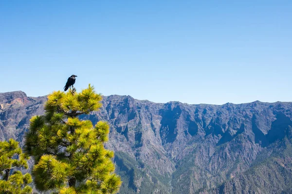 Stock image Landscaoe in Bejenado Peak in Caldera De Taburiente, La Palma, Canary Islands, Spain