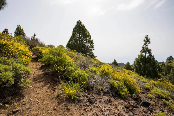 Una Joven Caminando Hacia Pico Birigoyo Isla Palma Islas Canarias — Foto de Stock