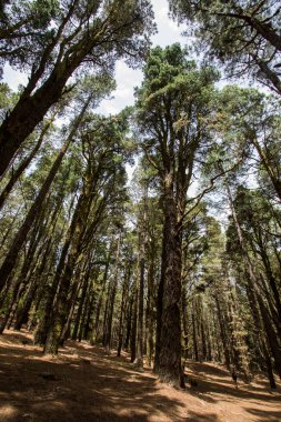 Scene of El Pinar forest in La Palma, Canary Islands, Spain