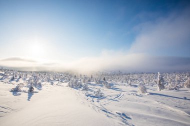 Winter landscape in Pallas Yllastunturi National Park, Lapland, northern Finland.