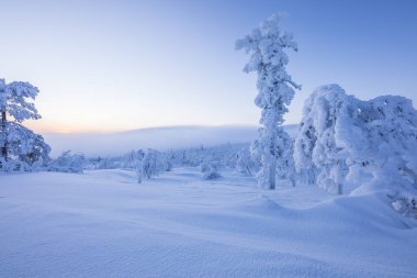 Pallas Yllastunturi Ulusal Parkı, Laponya, Finlandiya 'da kış manzarası