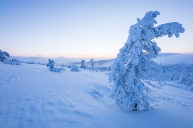 Pallas Yllastunturi Ulusal Parkı, Laponya, Finlandiya 'da kış manzarası