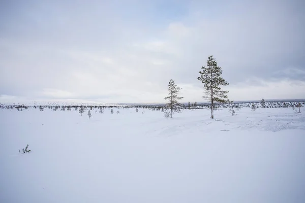 Winter Landscape Pallas Yllastunturi National Park Lapland Northern Finland — Photo