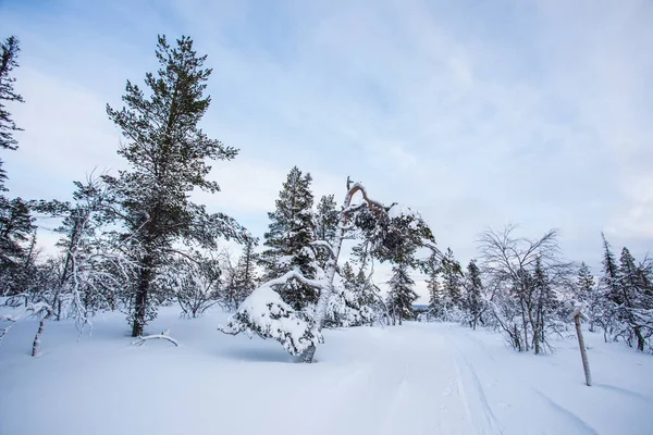 Winter Landscape Pallas Yllastunturi National Park Lapland Northern Finland — Φωτογραφία Αρχείου
