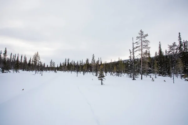 Winter Landscape Pallas Yllastunturi National Park Lapland Northern Finland — Zdjęcie stockowe