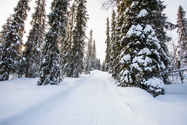 Winter Landscape Pallas Yllastunturi National Park Lapland Finland — Stockfoto