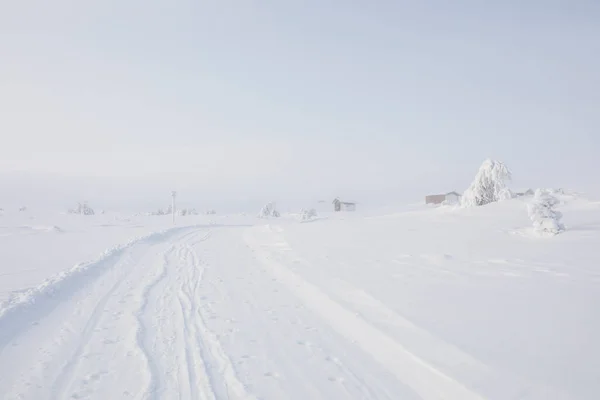Expedição Esqui Parque Nacional Pallas Yllastunturi Lapônia Finlândia — Fotografia de Stock