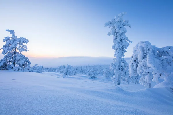 Paesaggio Invernale Nel Parco Nazionale Pallas Yllastunturi Lapponia Finlandia — Foto Stock