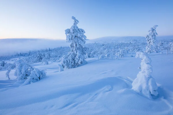 Winter Landscape Pallas Yllastunturi National Park Lapland Northern Finland — Stockfoto