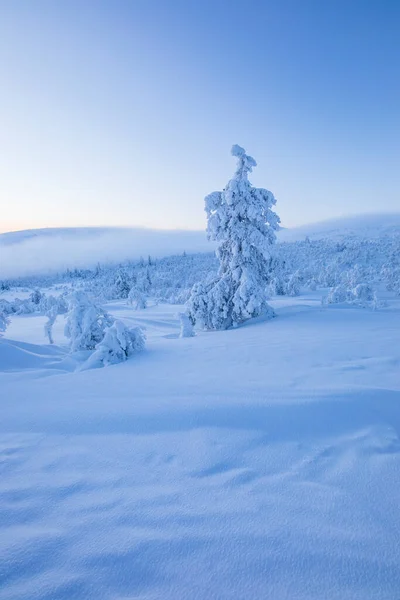 パラス ヤスタトゥリ国立公園 ラップランド フィンランド北部に冬の風景 — ストック写真