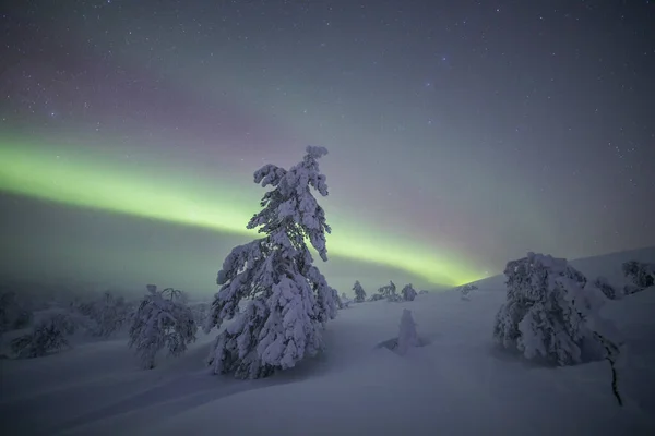 Northern Lights Pallas Yllastunturi National Park Lapland Northern Finland —  Fotos de Stock