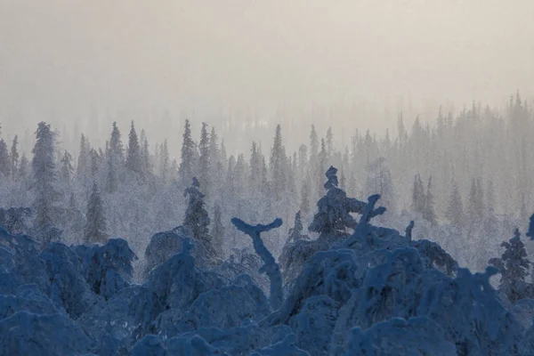 Winter Landscape Pallas Yllastunturi National Park Lapland Finland — Stock Fotó
