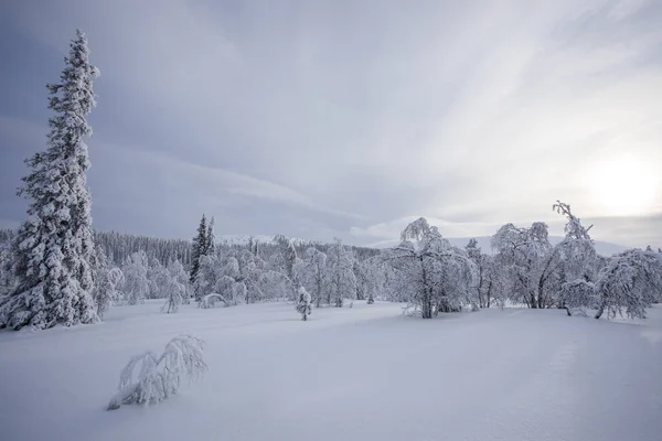 Winter Landscape Pallas Yllastunturi National Park Lapland Finland —  Fotos de Stock