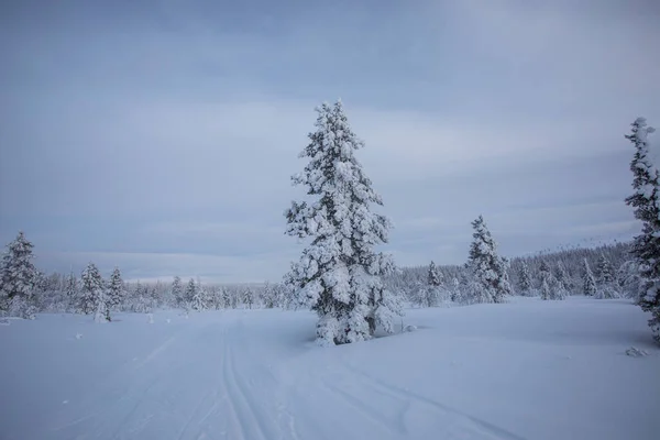 Winter Landscape Pallas Yllastunturi National Park Lapland Northern Finland — Fotografia de Stock