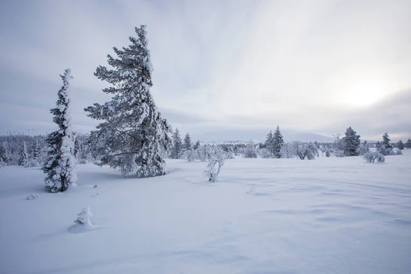 Paisagem Inverno Pallas Yllastunturi National Park Lapônia Finlândia — Fotografia de Stock