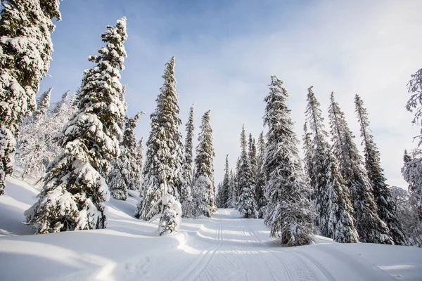 Winter Landscape Pallas Yllastunturi National Park Lapland Finland — Foto Stock
