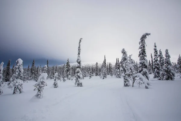 Winter Landscape Pallas Yllastunturi National Park Lapland Northern Finland — Stock fotografie