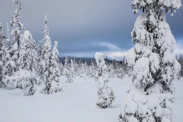 Krajobraz Zimowy Parku Narodowym Pallas Yllastunturi Laponia Finlandia — Zdjęcie stockowe
