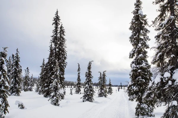 Paesaggio Invernale Nel Parco Nazionale Pallas Yllastunturi Lapponia Finlandia — Foto Stock