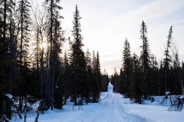 Ski Expedition Pallas Yllastunturi National Park Lapland Finland — Stockfoto
