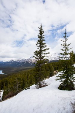 Peyto Gölü 'nde yaz manzarası, Kanada Banff Ulusal Parkı