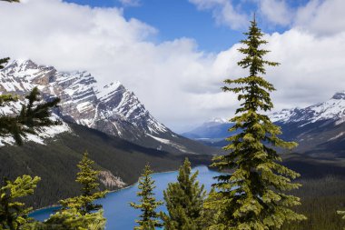 Peyto Gölü 'nde yaz manzarası, Kanada Banff Ulusal Parkı