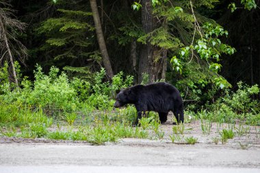 Black bear (Ursus americanus) in Glacier National Park in Canada