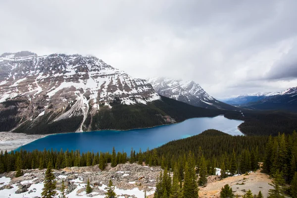Summer Landscape Peyto Lake Banff National Park Canada — Fotografia de Stock