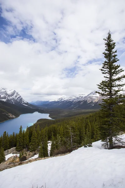Peyto Gölü Nde Yaz Manzarası Kanada Banff Ulusal Parkı — Stok fotoğraf