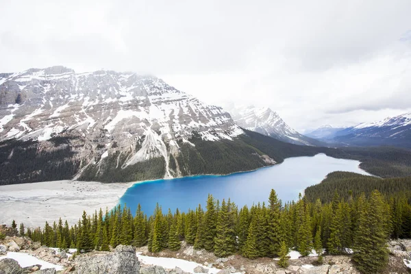 Paysage Estival Dans Lac Peyto Parc National Banff Canada — Photo