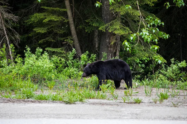 Kara Ayı (Ursus americanus) Kanada 'daki Buzul Ulusal Parkı' nda