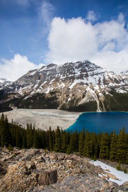 Summer landscape in Peyto lake, Banff National Park in Canada