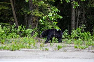 Kara Ayı (Ursus americanus) Kanada 'daki Buzul Ulusal Parkı' nda